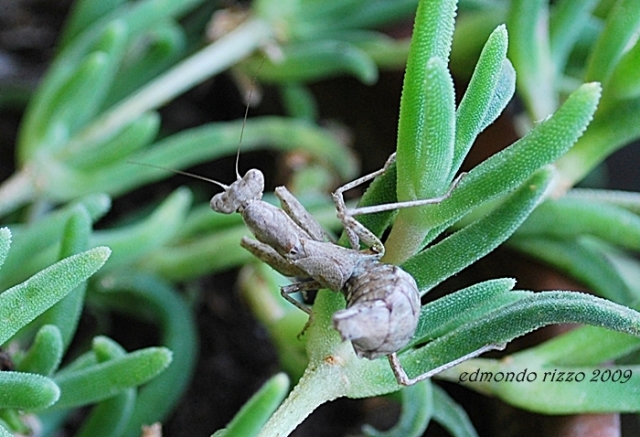 Ameles spallanziana da confermare